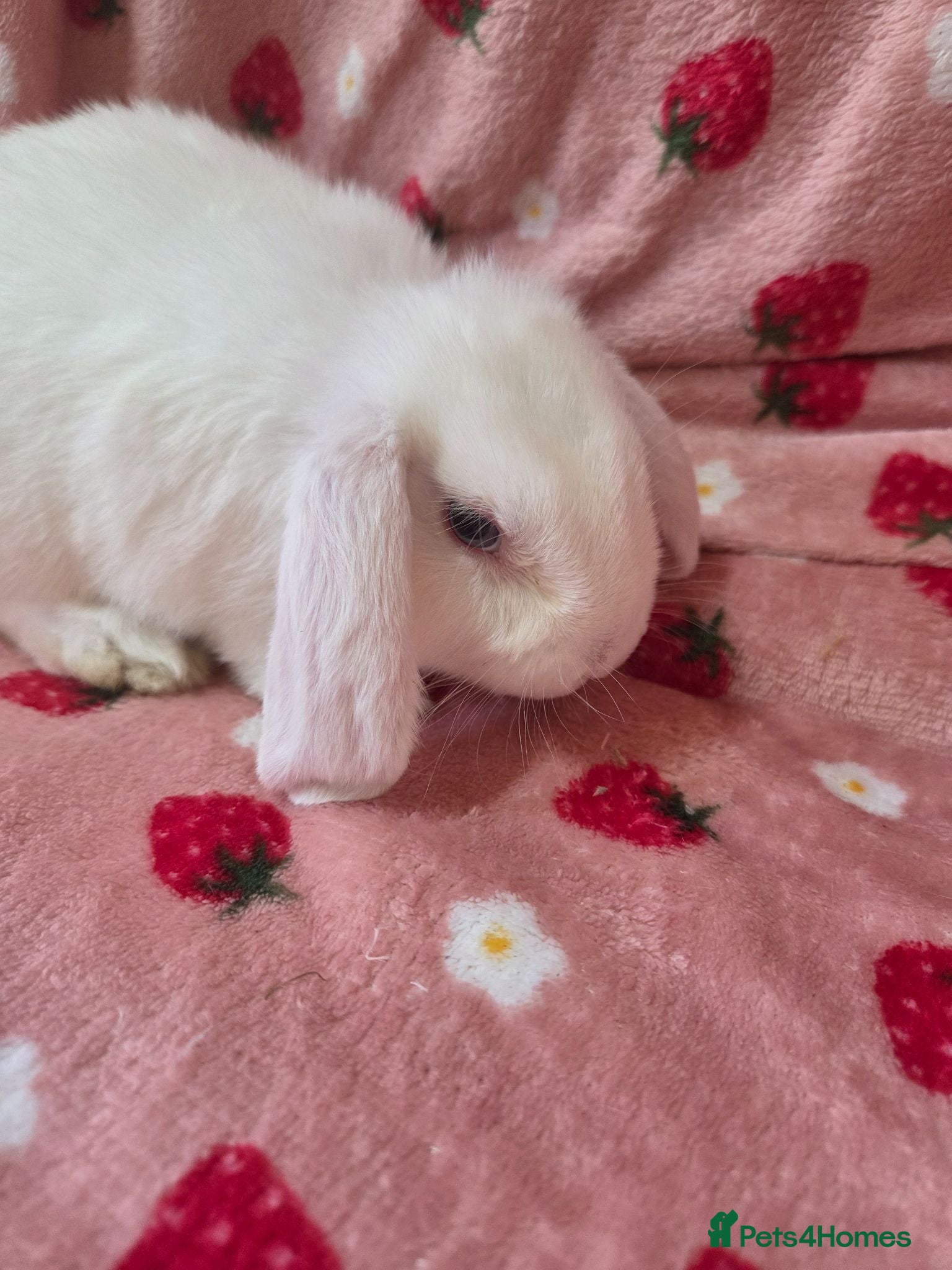 French Lop rabbits Last 2 french Lop Does💗💗 - Advert 2