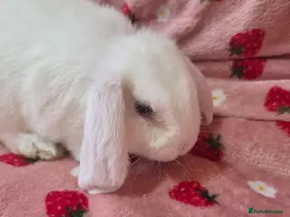 French Lop rabbits Last 2 french Lop Does💗💗 - Advert 2