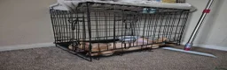 Cockerdor dogs for sale: Cockerdor Girl for rehoming in Nottingham - Advert 4