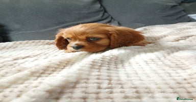 Cavalier King Charles Spaniel dogs - Advert 1