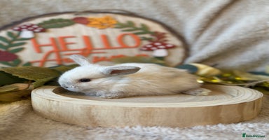 Mini Lop rabbits - Advert 2