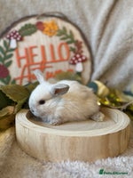 Mini Lop rabbits - Advert 3