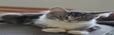 Gizmo