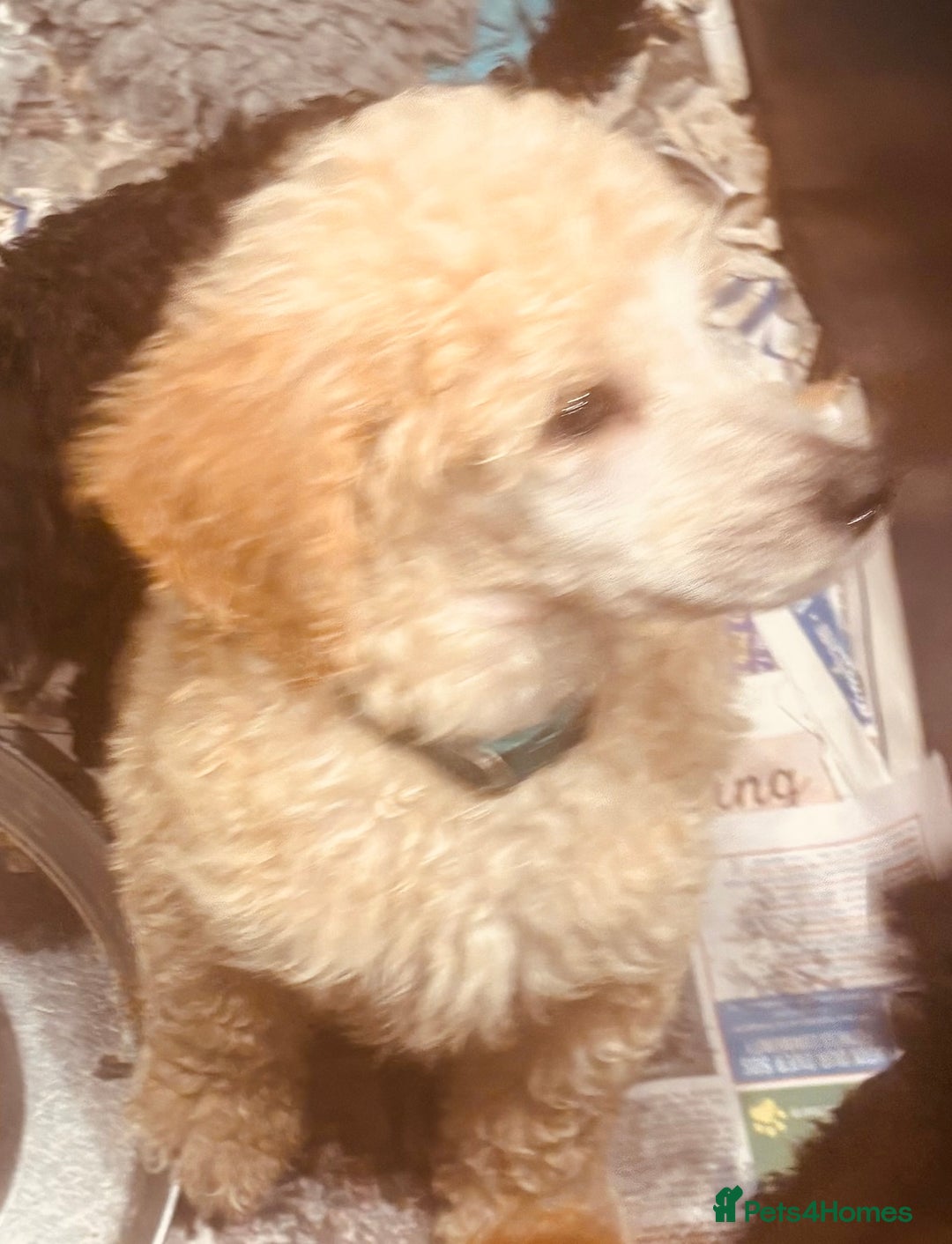 Standard Poodle dogs for sale: KC REG STANDARD POODLES - Advert 4