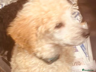 Standard Poodle dogs KC REG STANDARD POODLES - Advert 2