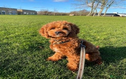 Cavapoo dogs for sale: Beatiful Cavoodle Puppy  - Image 1