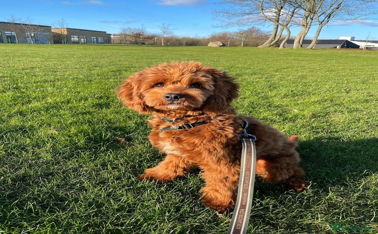 Cavapoo dogs - Advert 2