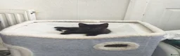 European cats for sale: 2 Gorgeous Tabby Kittens Ready For Forever Homes - Advert 6