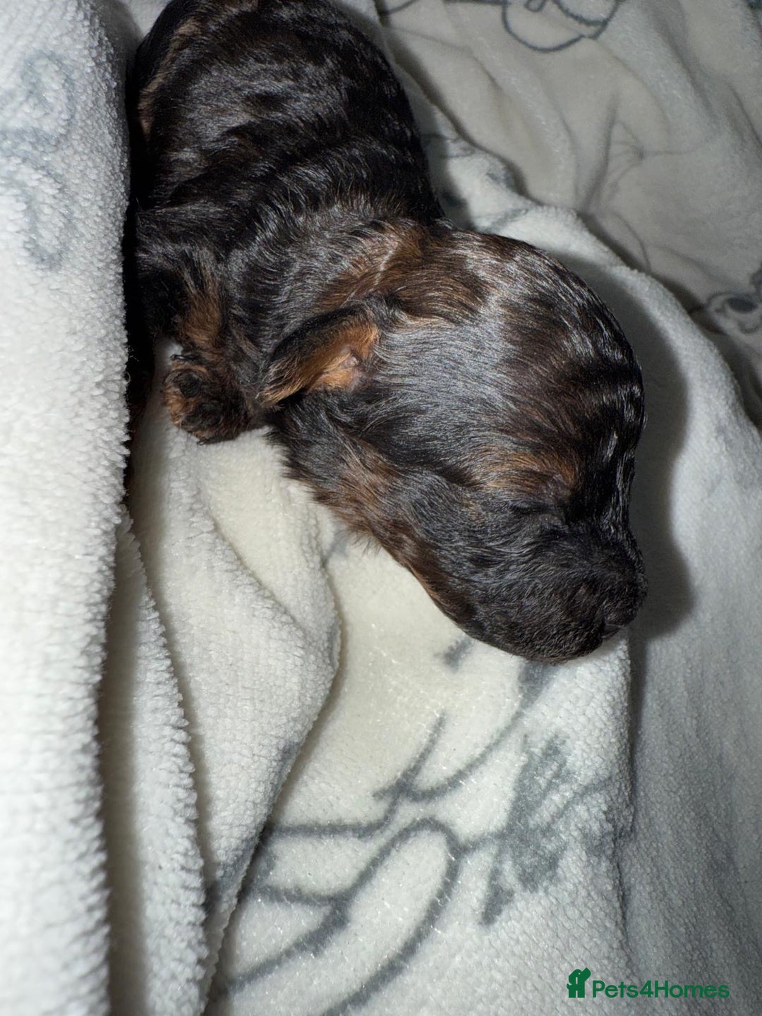 Toy Poodle dogs for sale: KC registered sable toy poodles  - Advert 13