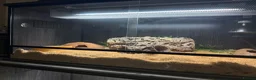 Snake reptiles for sale: Hognose with full prorep vivarium setup - Advert 3