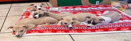 Whippet dogs for sale: Whippet puppies - Advert 4