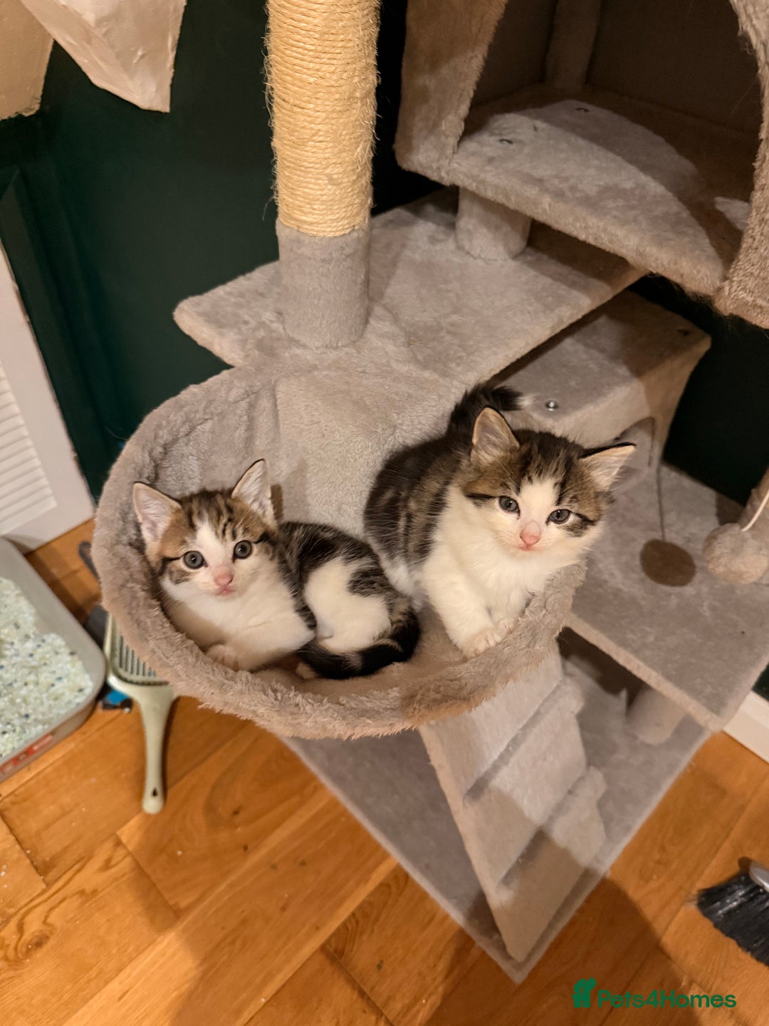 Mixed Breed cats for sale: 2 adorable tabby kittens for sale  - Image 3