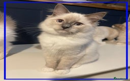 Ragdoll cats for sale: 🐾💕Last remaining ragdolls 💕🐾 in Hitchin - Image 18