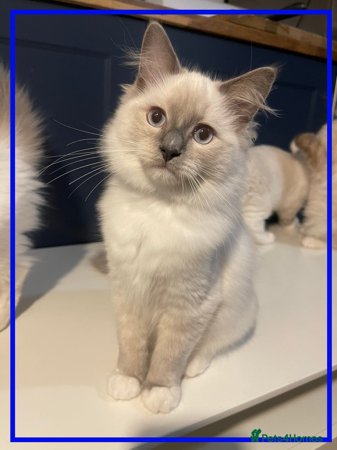 Ragdoll cats for sale: 🐾💕Last remaining ragdolls 💕🐾 in Hitchin - Image 18