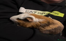 Guinea Pig rodents for sale: Two male Ginny pigs  - Image 2