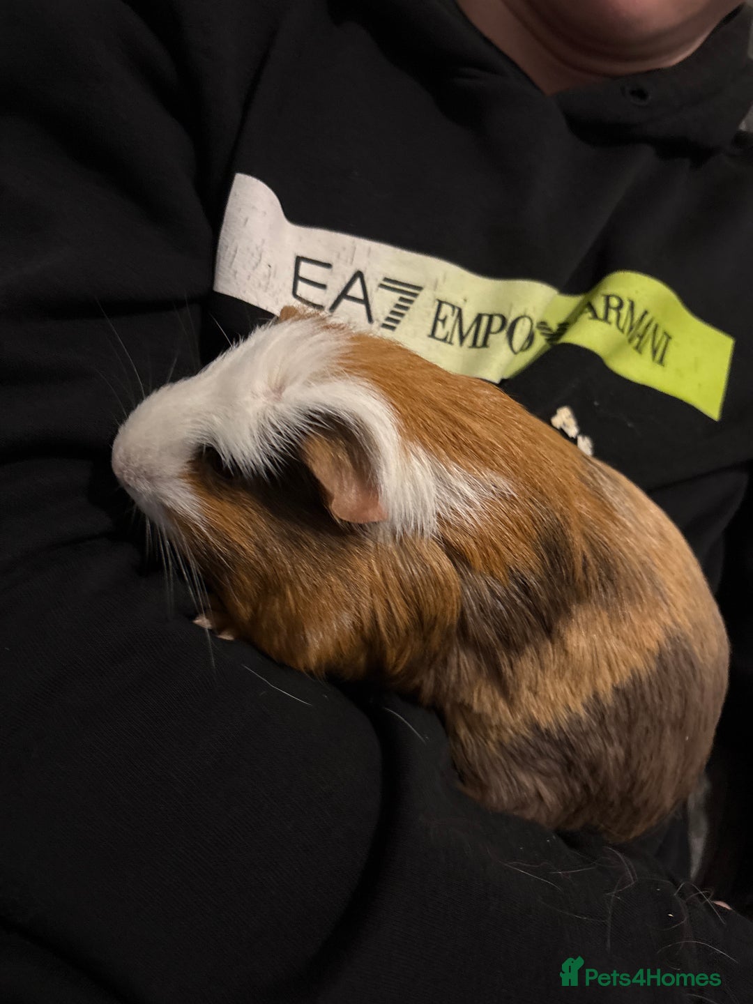 Guinea Pig rodents for sale: Two male Ginny pigs  - Image 2
