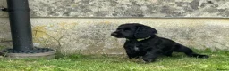 Cocker Spaniel dogs for sale: Two Black Working Cocker boys - 9 weeks in Dorchester - Advert 15