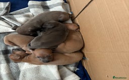 Italian Greyhound dogs for sale: Italian greyhound puppies  - Image 6