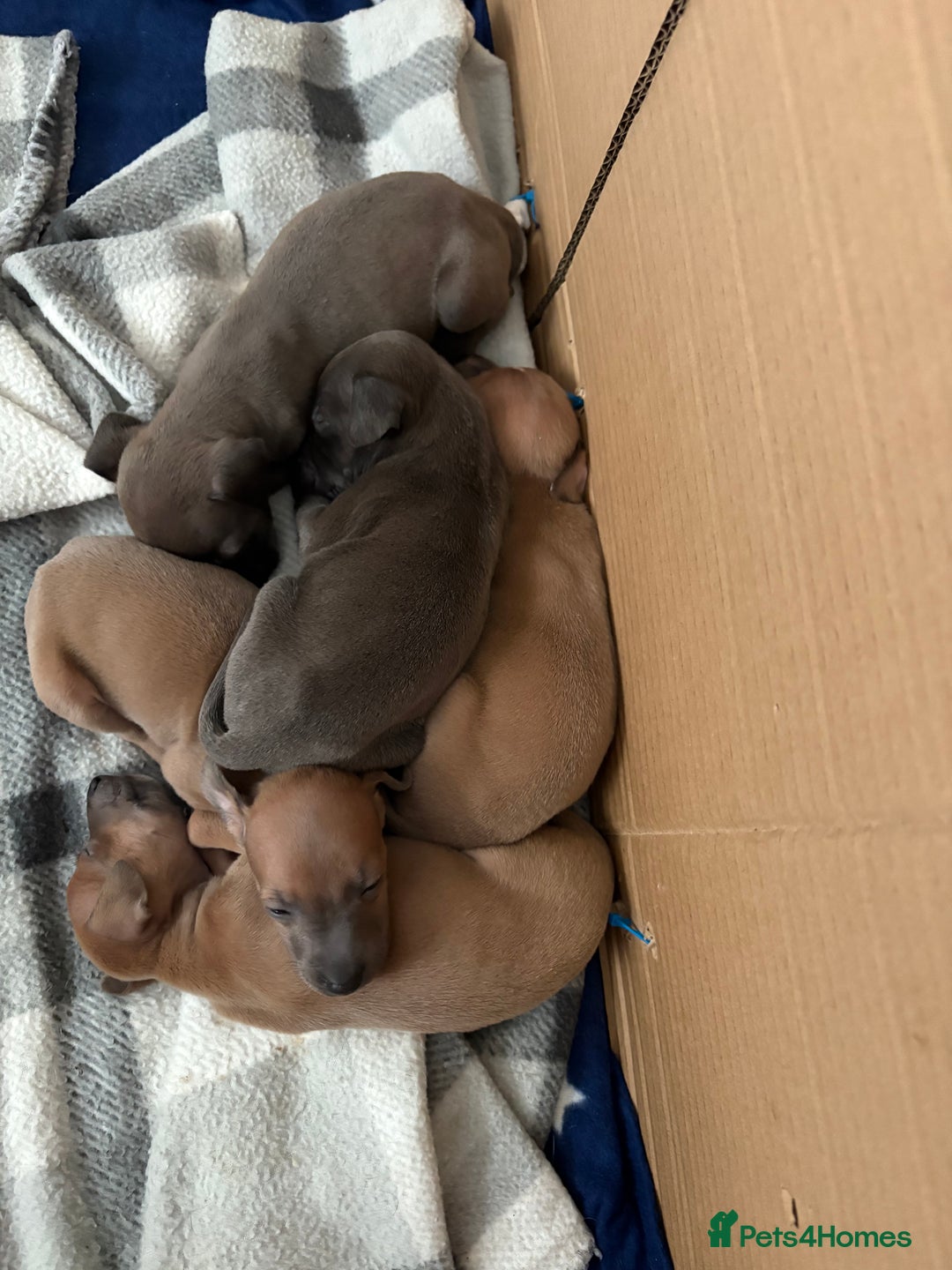 Italian Greyhound dogs for sale: Italian greyhound puppies  - Image 6