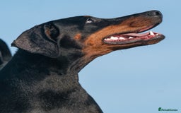 Dobermann dogs for sale: FULLY HEALTH & HEART TESTED KC in Whitland - Image 9