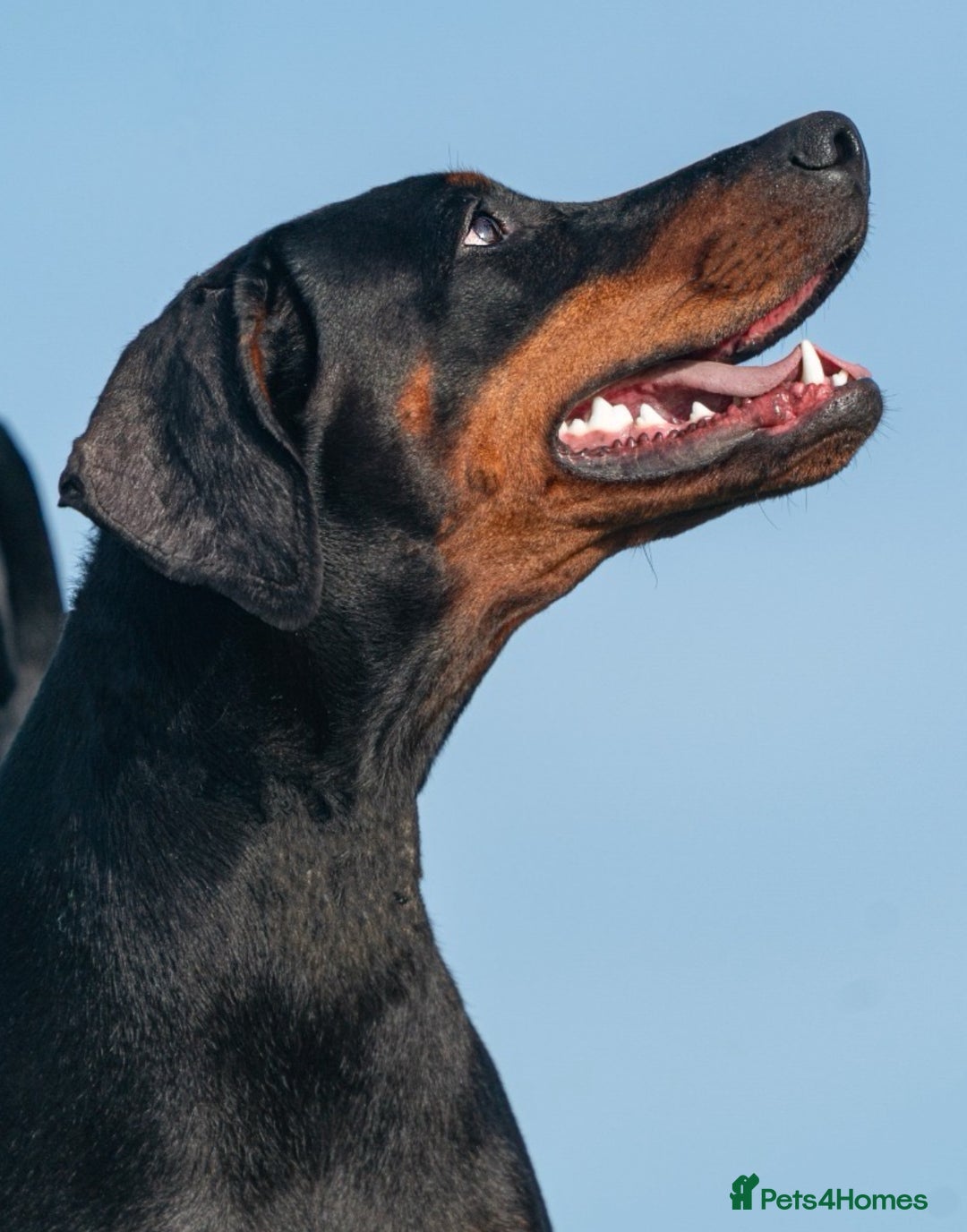 Dobermann dogs for sale: FULLY HEALTH & HEART TESTED KC in Whitland - Image 9