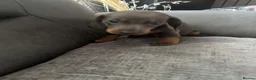 Dachshund dogs for sale: Dachshund - Advert 3