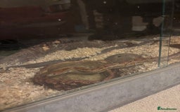 Corn Snake reptiles for sale: Corn snake with vivarium  - Image 4