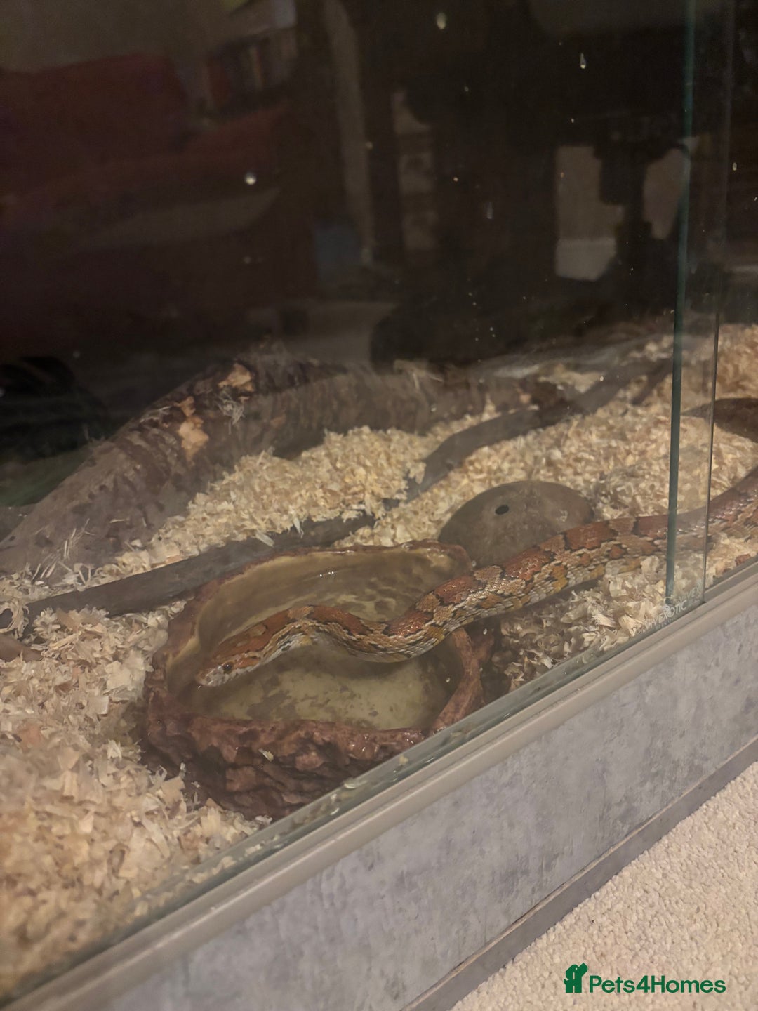 Corn Snake reptiles for sale: Corn snake with vivarium  - Image 4
