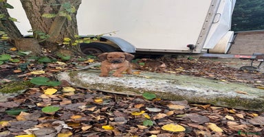 Mixed Breed dogs - Advert 2