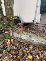 Mixed Breed dogs - Advert 2