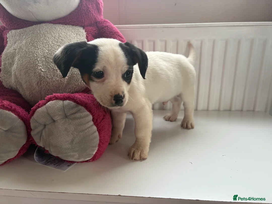 Jack Russell dogs for sale: Jack Russell puppies  - Advert 3