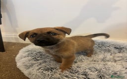 Mixed Breed dogs for adoption: Dottie * German Shepherd X Labradoodle * 240788 - Image 5