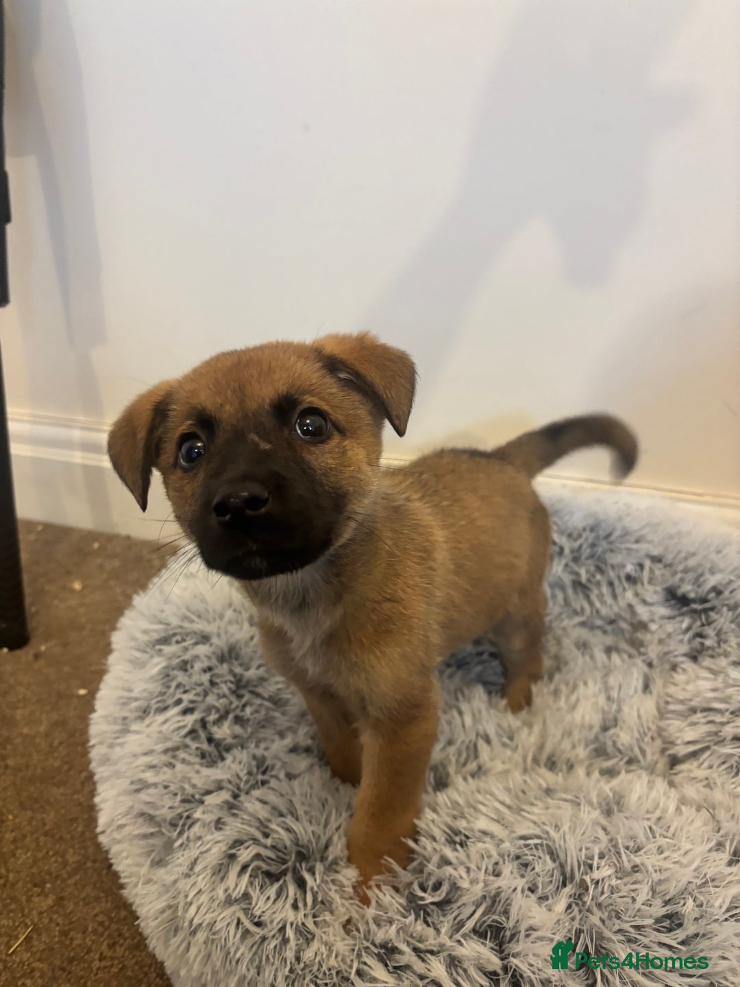 Mixed Breed dogs for adoption: Dottie * German Shepherd X Labradoodle * 240788 - Image 5