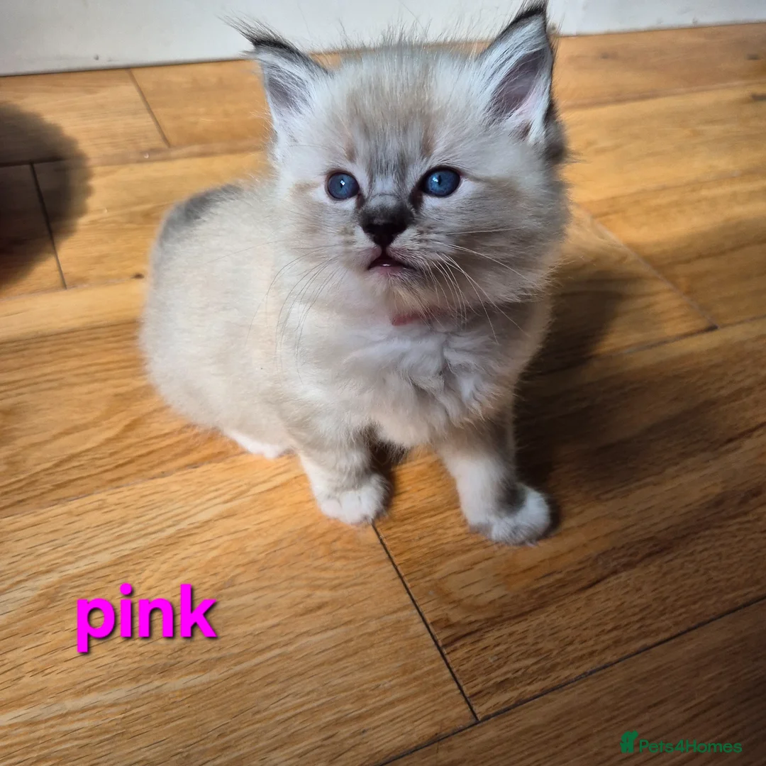 Ragdoll cats for sale: ✨ Exceptional Ragdoll Kittens – Raised with love✨ - Advert 2