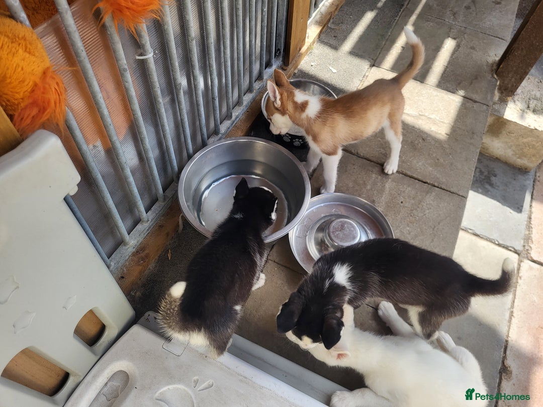 Siberian Husky dogs for sale: Siberian husky puppies (ready forever loving home) - Image 10