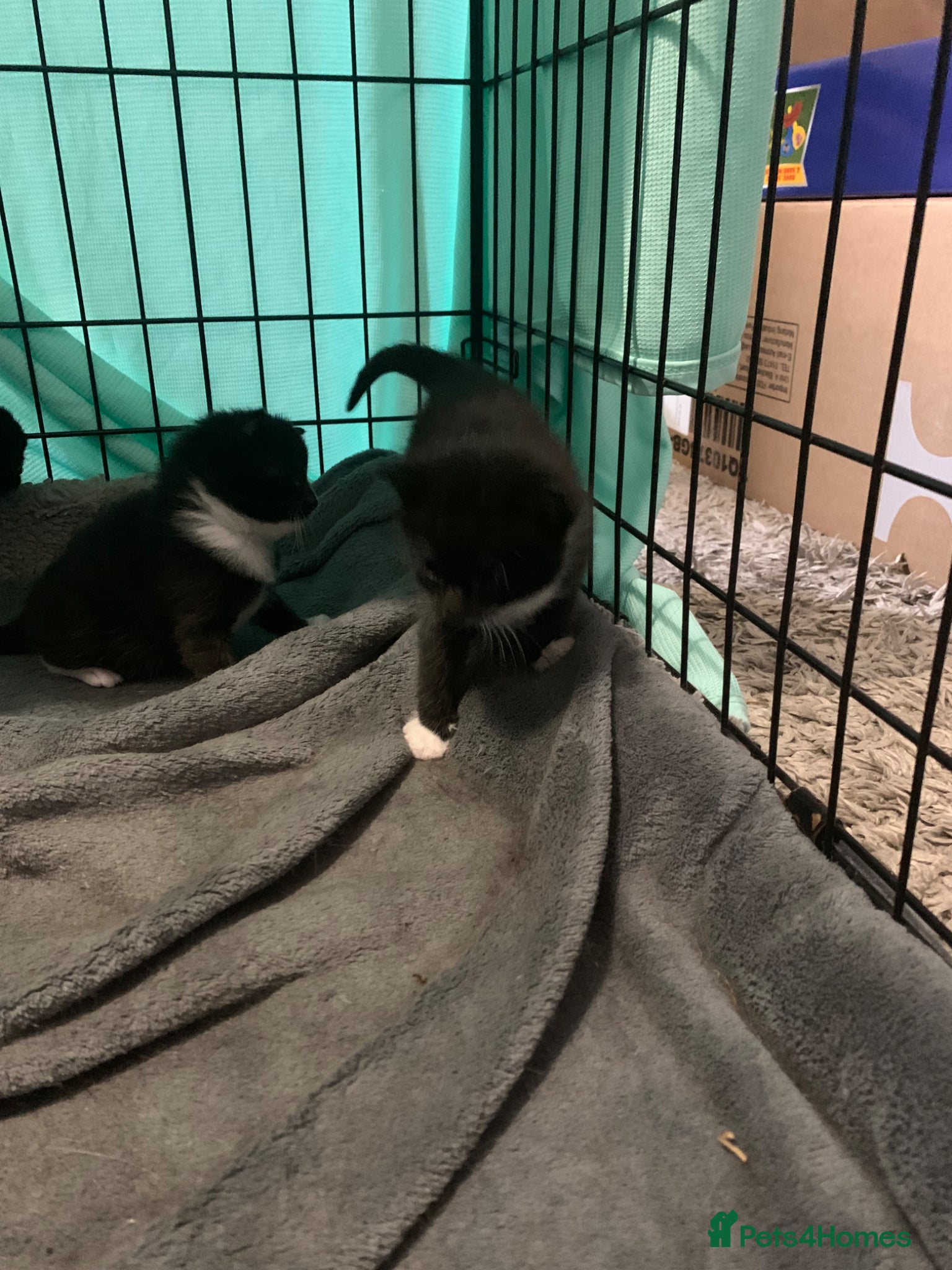 Mixed Breed cats for sale: beautiful kittens - Advert 7
