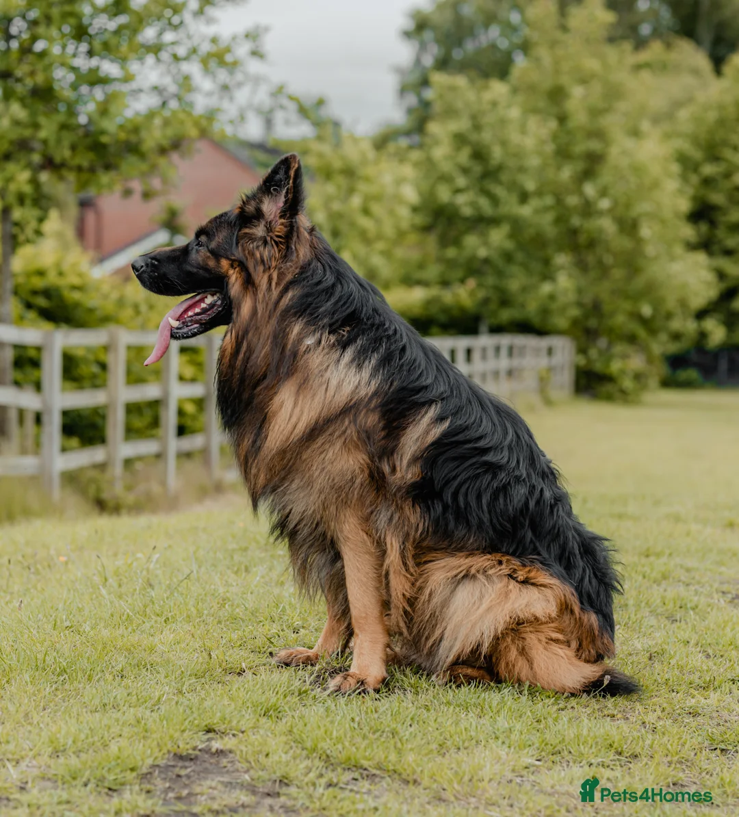 German Shepherd dogs for stud: STUD Mustang german shepherd KC  in Stoke-on-Trent - Advert 8