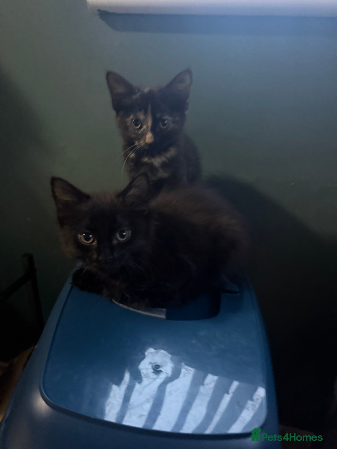 British Longhair cats for sale: 2 beautiful kittens looking for a home - Image 2