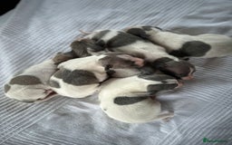 Italian Greyhound dogs for sale: SIX ITALIAN MALE PUPPIES AVAILABLE ✨ - Advert 3