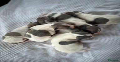 Italian Greyhound dogs SIX ITALIAN MALE PUPPIES AVAILABLE ✨ - Advert 10