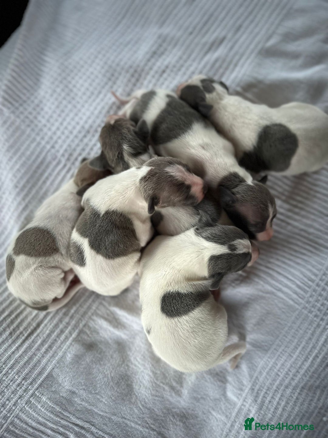 Italian Greyhound dogs for sale: SIX ITALIAN MALE PUPPIES AVAILABLE ✨ - Advert 3