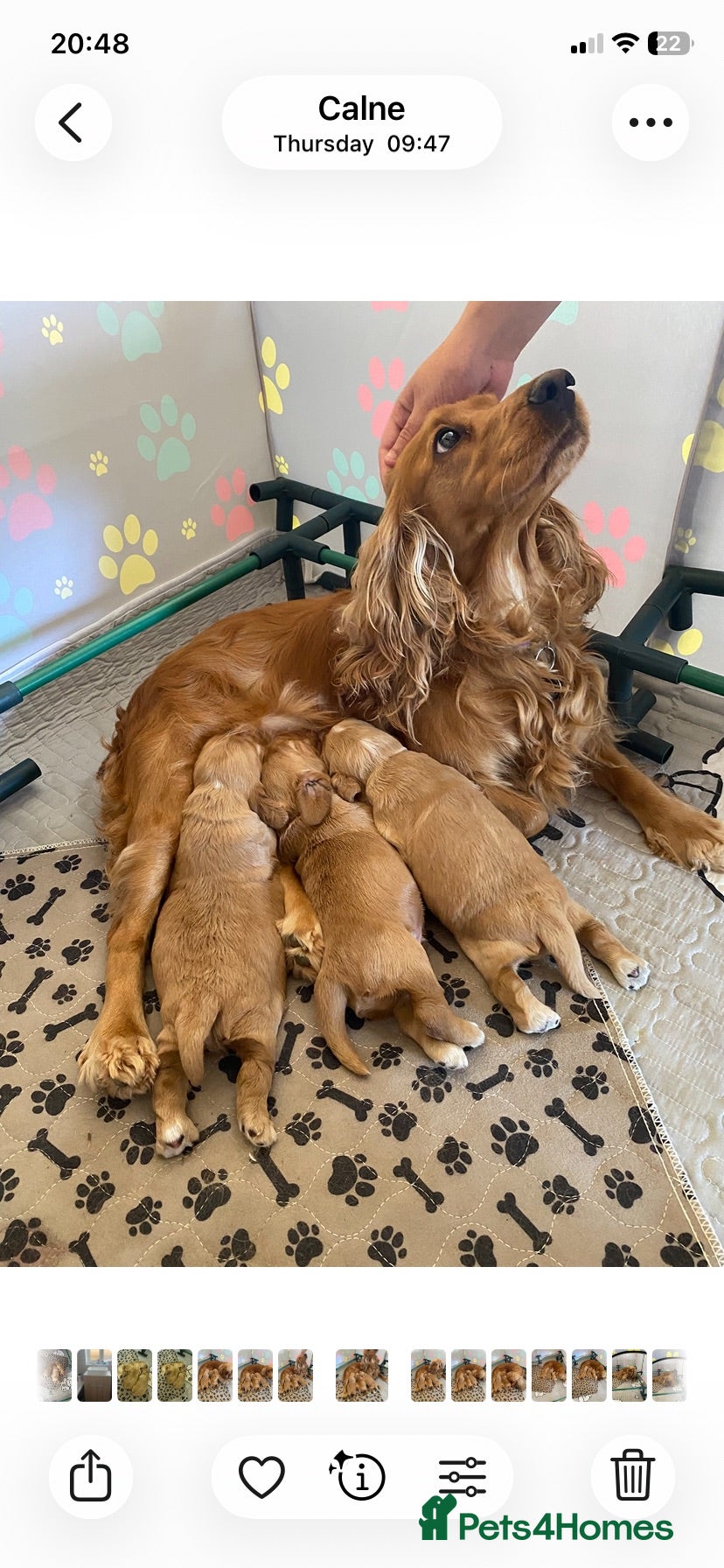Cocker Spaniel dogs Show Cocker Puppies - Advert 2