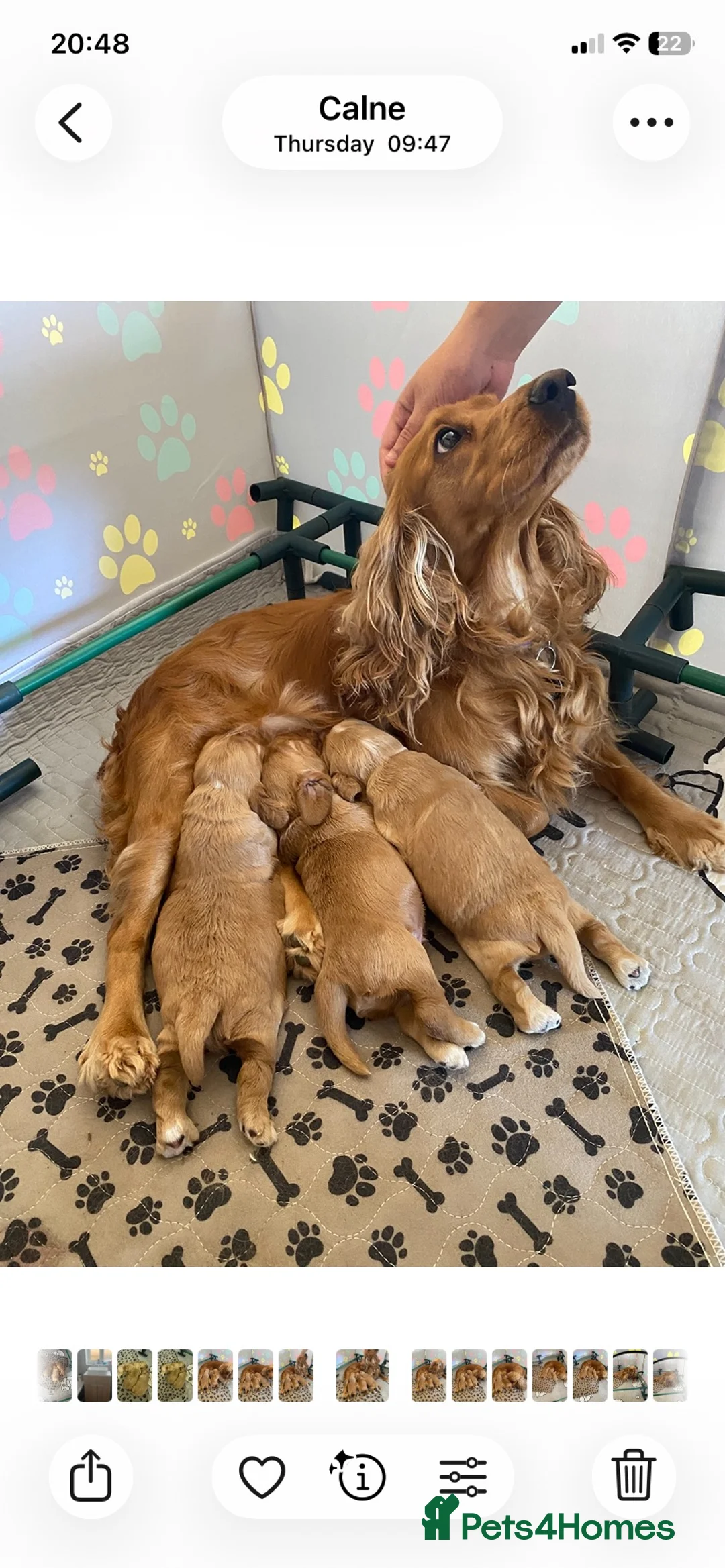 Cocker Spaniel dogs for sale: Show Cocker Puppies - Advert 1