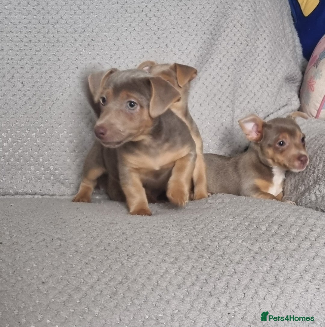 Jack Russell dogs for sale: Miniature jack Russell's only 3 available now - Image 13