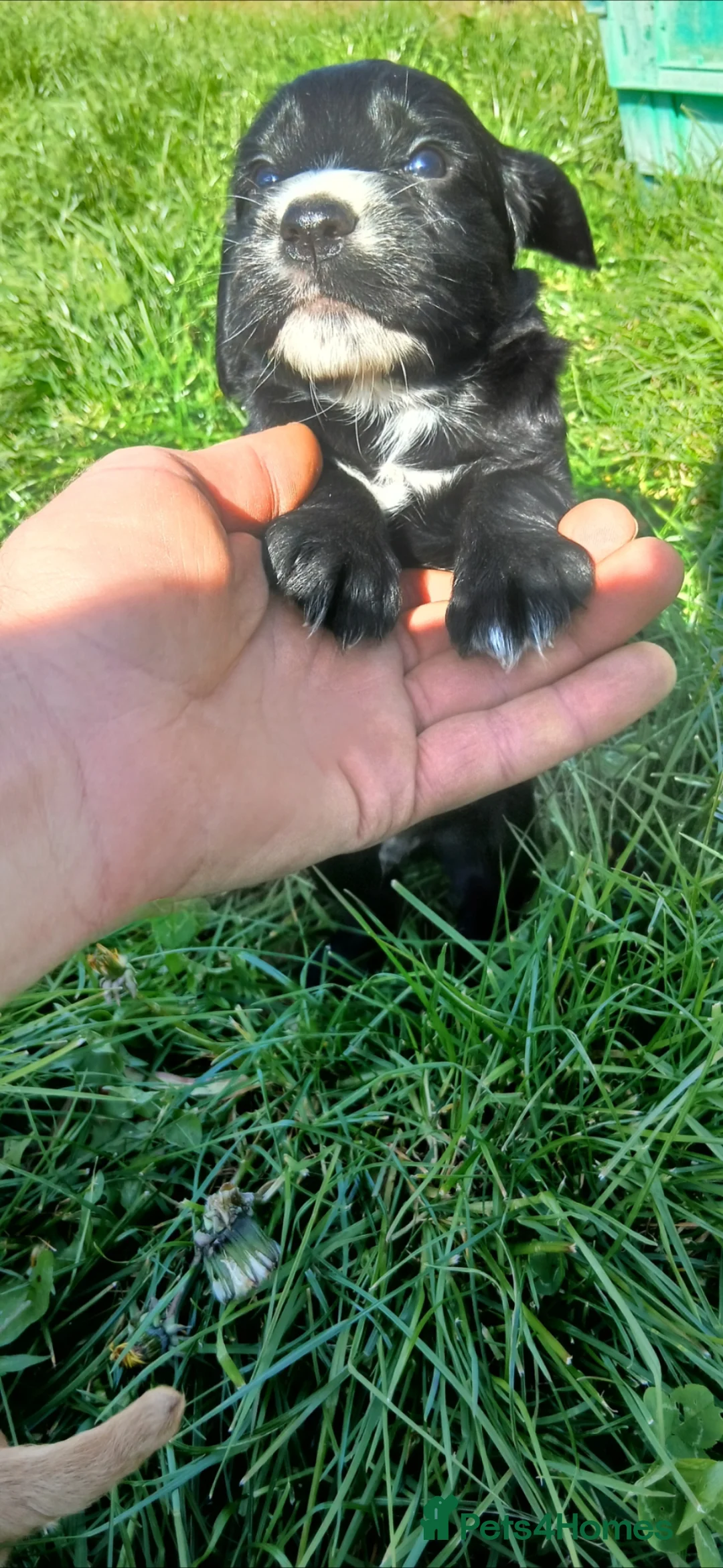 Sprocker dogs for sale: Cocker spaniel pups  - Advert 6