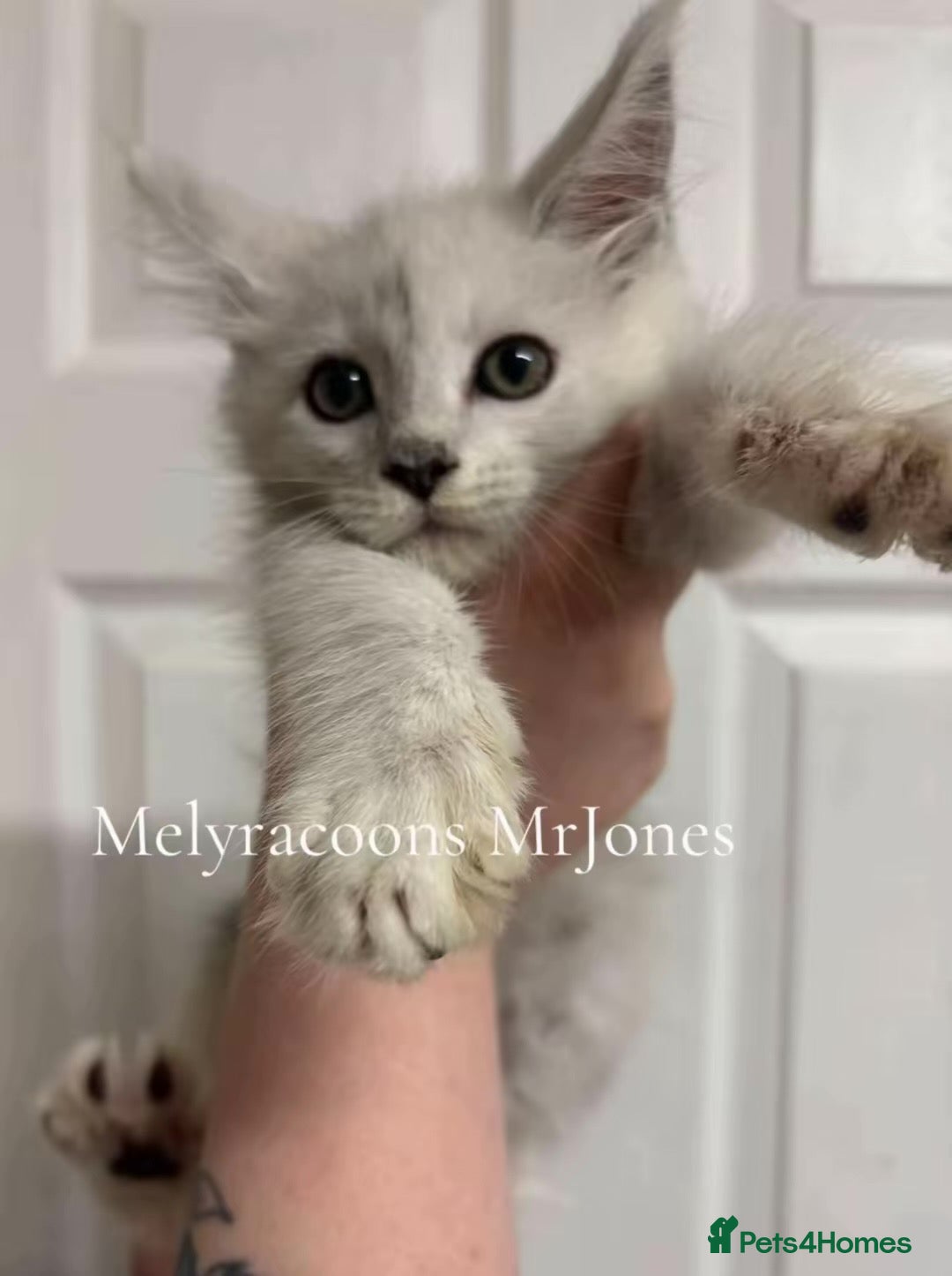 Maine Coon cats ⭐TICA Mainecoons-Champion lines⭐  - Advert 2