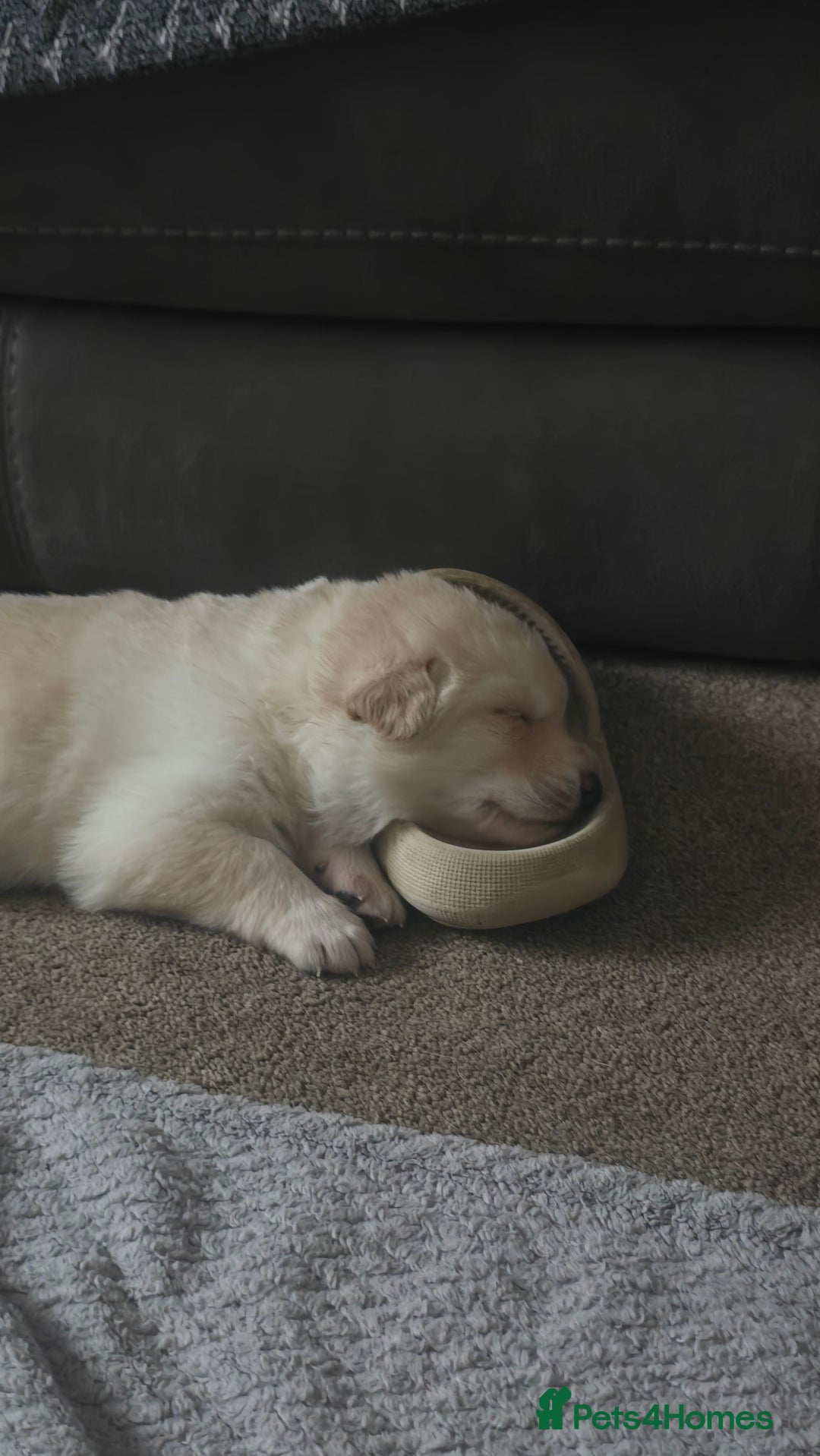 Mixed Breed dogs for sale: Ethically Raised German Shepherd x Lab Puppies - Advert 14