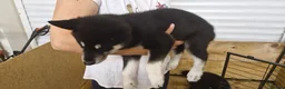 Siberian Husky dogs for sale: 5 Boys & 2 Girls Siberian Huskies – b. 21/5/26 - Advert 7