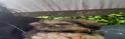 Shih Tzu dogs for sale:  Beautiful ShihTzu, open to sensible offers.  - Advert 25