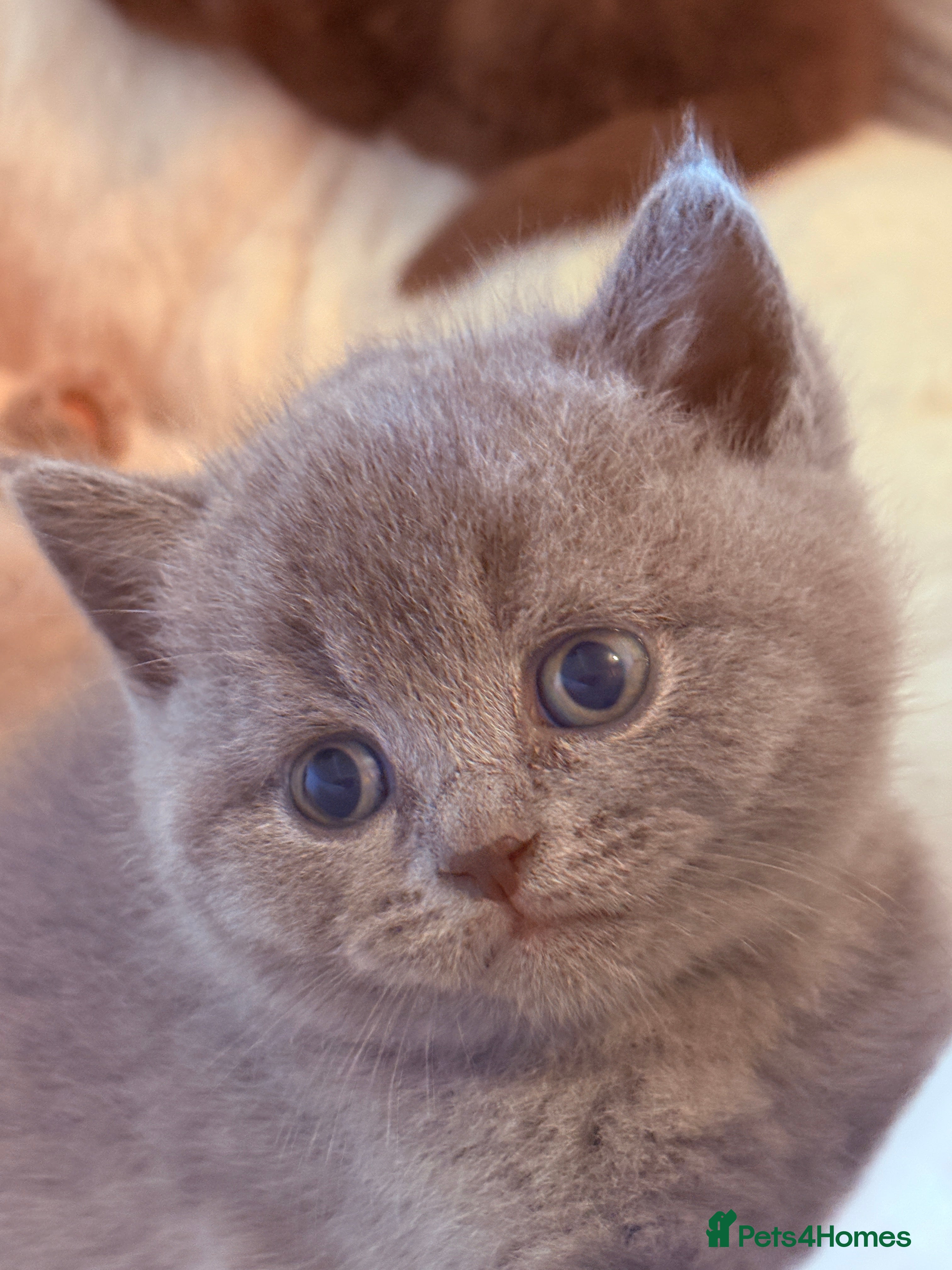 British Shorthair cats 🌟GCCF BSH Kittens Beautiful Variety of Colours 🌟 - Advert 2
